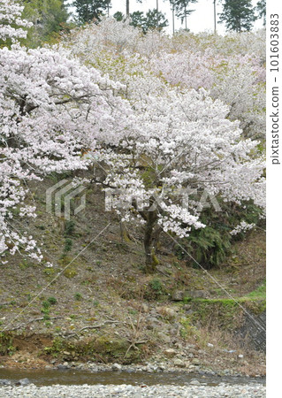Yokowa Sakura and Yokowa River 101603883