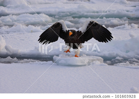 Steller's sea-eagle landing on drift ice Steller's sea-eagle landing on drift ice 101603928