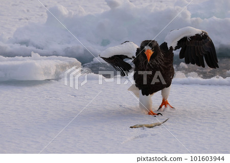 Steller's sea-eagle landing on drift ice Steller's sea-eagle landing on drift ice 101603944