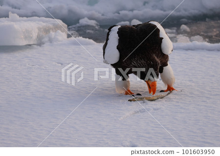 Steller's sea-eagle landing on drift ice 101603950