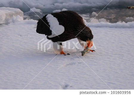 Steller's sea-eagle landing on drift ice 101603956