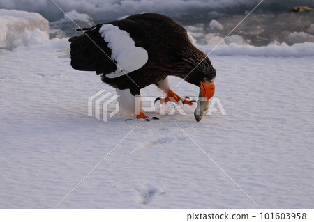 Steller的海鷹在漂流冰上著陸 Steller的海鷹在漂流冰上著陸 101603958