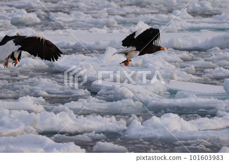 Steller的海鷹在漂流冰上著陸 101603983