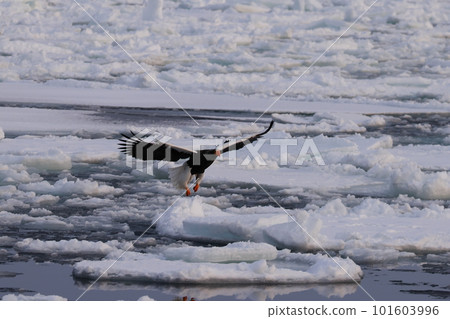 Steller's sea-eagle landing on drift ice Steller's sea-eagle landing on drift ice 101603996