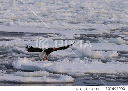 Steller's sea-eagle landing on drift ice Steller's sea-eagle landing on drift ice 101604000