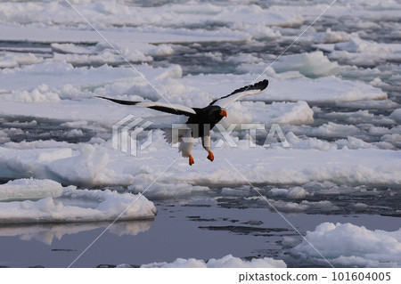 Steller's sea-eagle landing on drift ice Steller's sea-eagle landing on drift ice 101604005