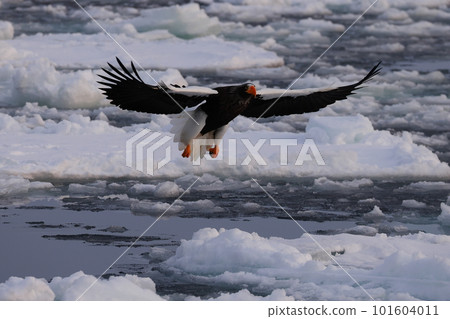 Steller的海鷹在漂流冰上著陸 101604011
