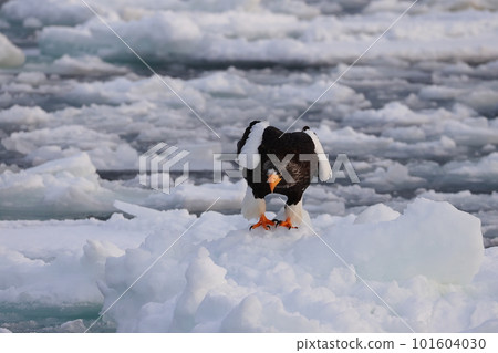 Steller的海鷹在漂流冰上著陸 Steller的海鷹在漂流冰上著陸 101604030