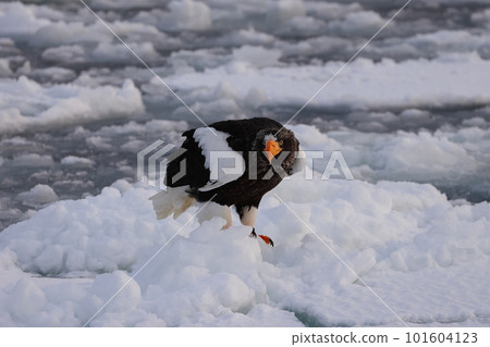 Steller's sea eagle inhabiting drift ice Steller's sea eagle inhabiting drift ice 101604123