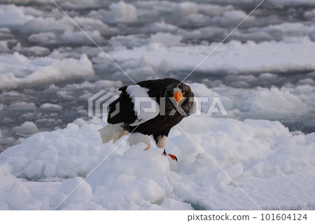 Steller's sea eagle inhabiting drift ice Steller's sea eagle inhabiting drift ice 101604124