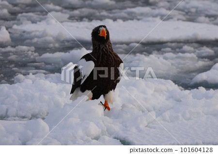 棲息在流冰中的虎頭海雕 101604128