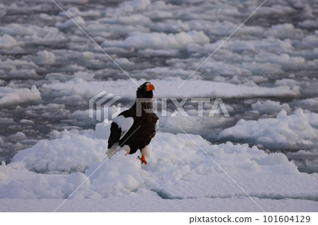 Steller's sea eagle inhabiting drift ice Steller's sea eagle inhabiting drift ice 101604129