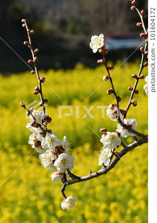 梅花和油菜花田 梅花和油菜花田 101604172