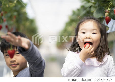 家庭狩獵草莓 101604592