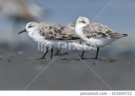 A cute white sandpiper that can be seen on tidal flats and beaches from winter to spring. A cute white sandpiper that can be seen on tidal flats and beaches from winter to spring. 101604722