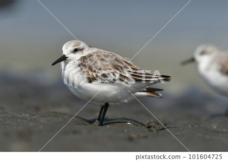 A cute white sandpiper that can be seen on tidal flats and beaches from winter to spring. A cute white sandpiper that can be seen on tidal flats and beaches from winter to spring. 101604725