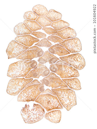 Pine cone, female, longitudinal section, 8X light micrograph. Cut through a female strobilus of Pinus, seen through the light microscope. Seven photos combined into one image. Isolated, over white. 101604922