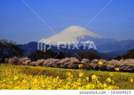 從大井町的養蜂場看到的富士山、油菜花和櫻花 3 月 22 日，大井町 101604923