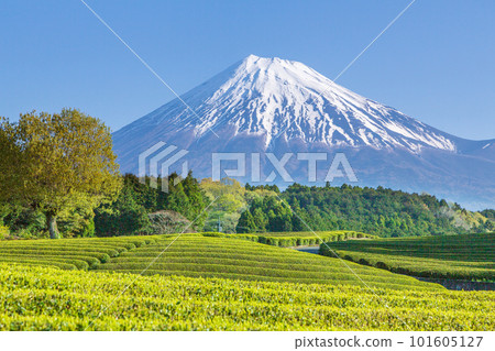 富士山被新鮮綠色的 Obuchi Sasaba 茶園的雪覆蓋 富士山被新鮮綠色的 Obuchi Sasaba 茶園的雪覆蓋 101605127