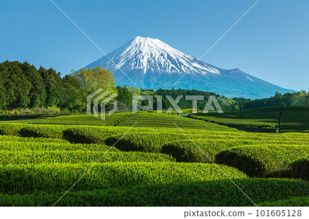 富士山被新鮮綠色的 Obuchi Sasaba 茶園的雪覆蓋 富士山被新鮮綠色的 Obuchi Sasaba 茶園的雪覆蓋 101605128