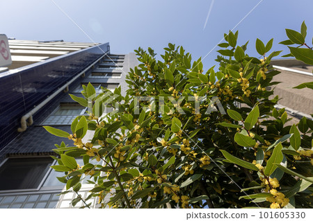 yellow bay flower 101605330