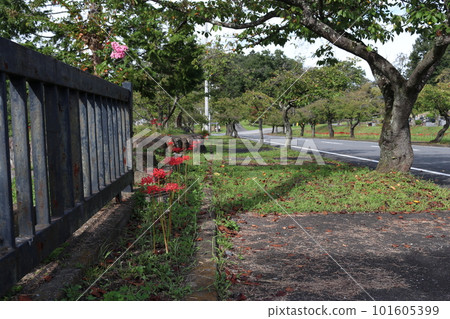 cluster amaryllis in cemetery cluster amaryllis in cemetery 101605399