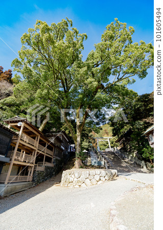 多度大社上坡多度祭殿神樹 多度大社上坡多度祭殿神樹 101605494