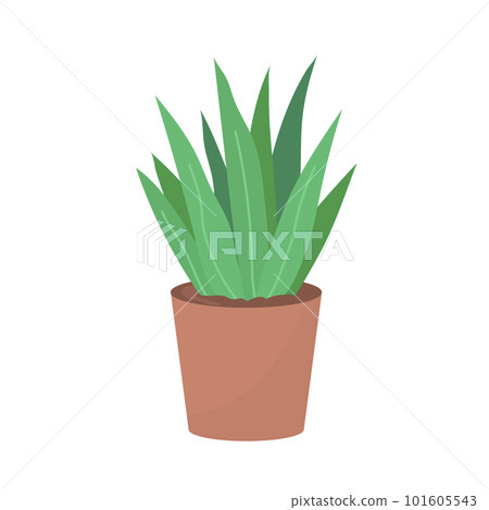 Decorative home flower isolated on white background Decorative home flower isolated on white background 101605543