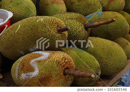 jackfruit jackfruit jackfruit jackfruit 101605546