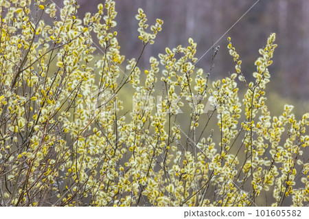 Salix caprea, known as goat willow, pussy willow or great sallow Salix caprea, known as goat willow, pussy willow or great sallow 101605582