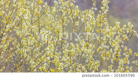 Salix caprea, known as goat willow, pussy willow or great sallow Salix caprea, known as goat willow, pussy willow or great sallow 101605590