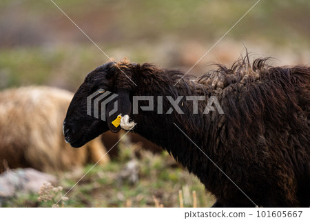 Pasture with sheep in the village. Herd with sheep on a farm in field. Sheep's gaze. Herds in rural area. Ewe during grazing. Forage and Grassland concept. Forages for farm animals. Sheeps on grass. 101605667