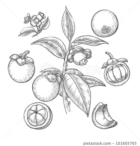 Hand drawn mangosteen 101605705