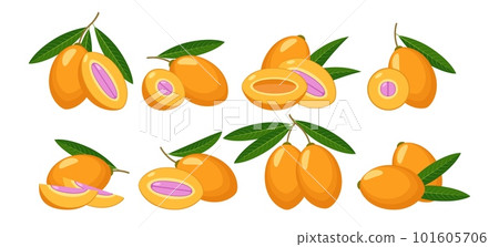 Marian plum fruits Marian plum fruits 101605706