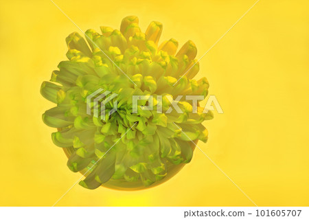 beautiful yellow chrysanthemum beautiful yellow chrysanthemum 101605707
