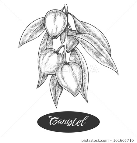 Lucuma fruit sketch 101605710