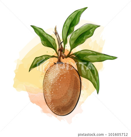 Sapodilla watercolor illustration 101605712