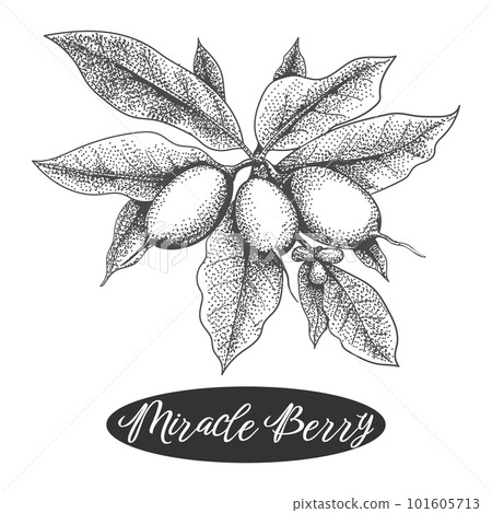 Miracle berry branch engraving Miracle berry branch engraving 101605713