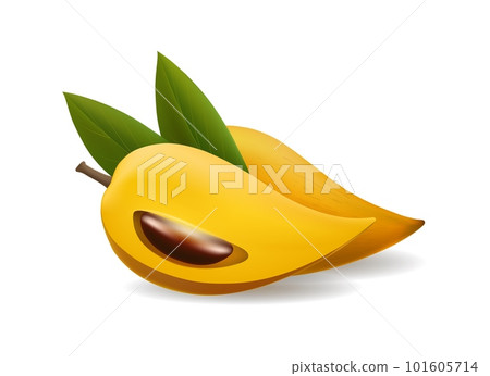 Canistel fruits realistic illustration 101605714