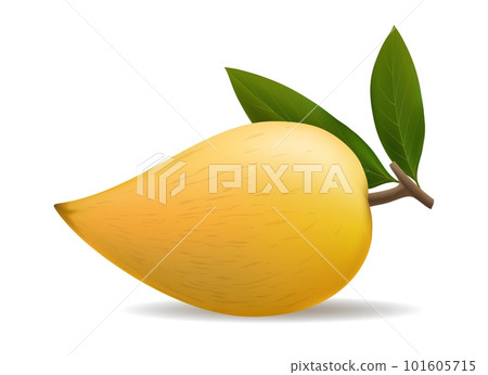 Pouteria lucuma close-up vector fruit 101605715
