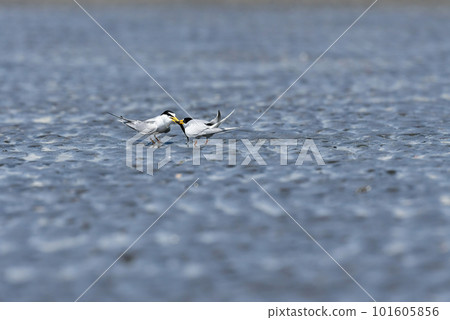 Little tern, an elegant white waterfowl found on beaches and tidal flats from spring to early summer 101605856