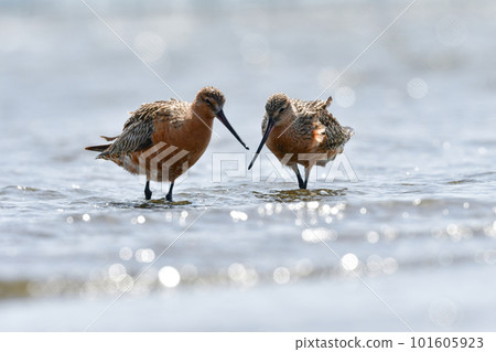 An elegant Bar-tailed Godwit with a long beak and long legs that visits tidal flats and beaches in spring. An elegant Bar-tailed Godwit with a long beak and long legs that visits tidal flats and beaches in spring. 101605923