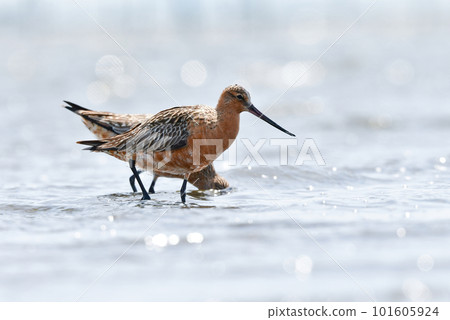 An elegant Bar-tailed Godwit with a long beak and long legs that visits tidal flats and beaches in spring. 101605924