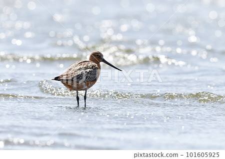 An elegant Bar-tailed Godwit with a long beak and long legs that visits tidal flats and beaches in spring. An elegant Bar-tailed Godwit with a long beak and long legs that visits tidal flats and beaches in spring. 101605925