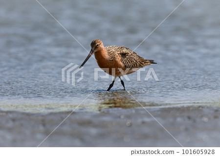 An elegant Bar-tailed Godwit with a long beak and long legs that visits tidal flats and beaches in spring. 101605928
