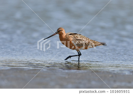 一種優雅的斑尾塍鷸，長著長喙和長腿，在春天會到訪潮灘和海灘。 101605931