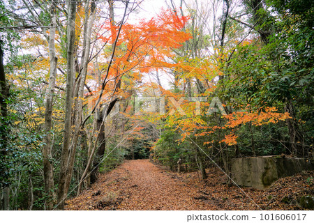 Kankakei with beautiful blue sky and autumn leaves_Shodoshima 101606017