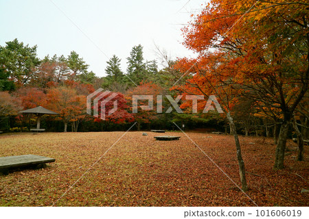 Kankakei with beautiful blue sky and autumn leaves_Shodoshima 101606019