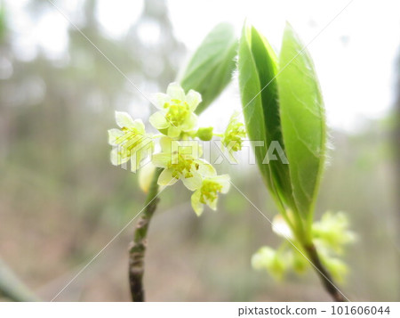 茶用黑毛地花 茶用黑毛地花 101606044
