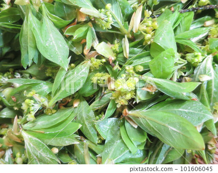 Kuromoji leaves and flowers for tea Kuromoji leaves and flowers for tea 101606045